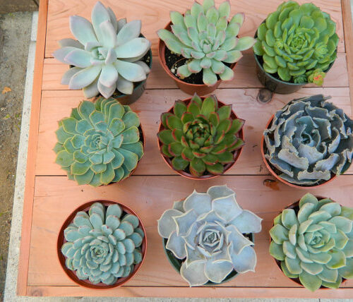 Succulents & Cactus Plants
