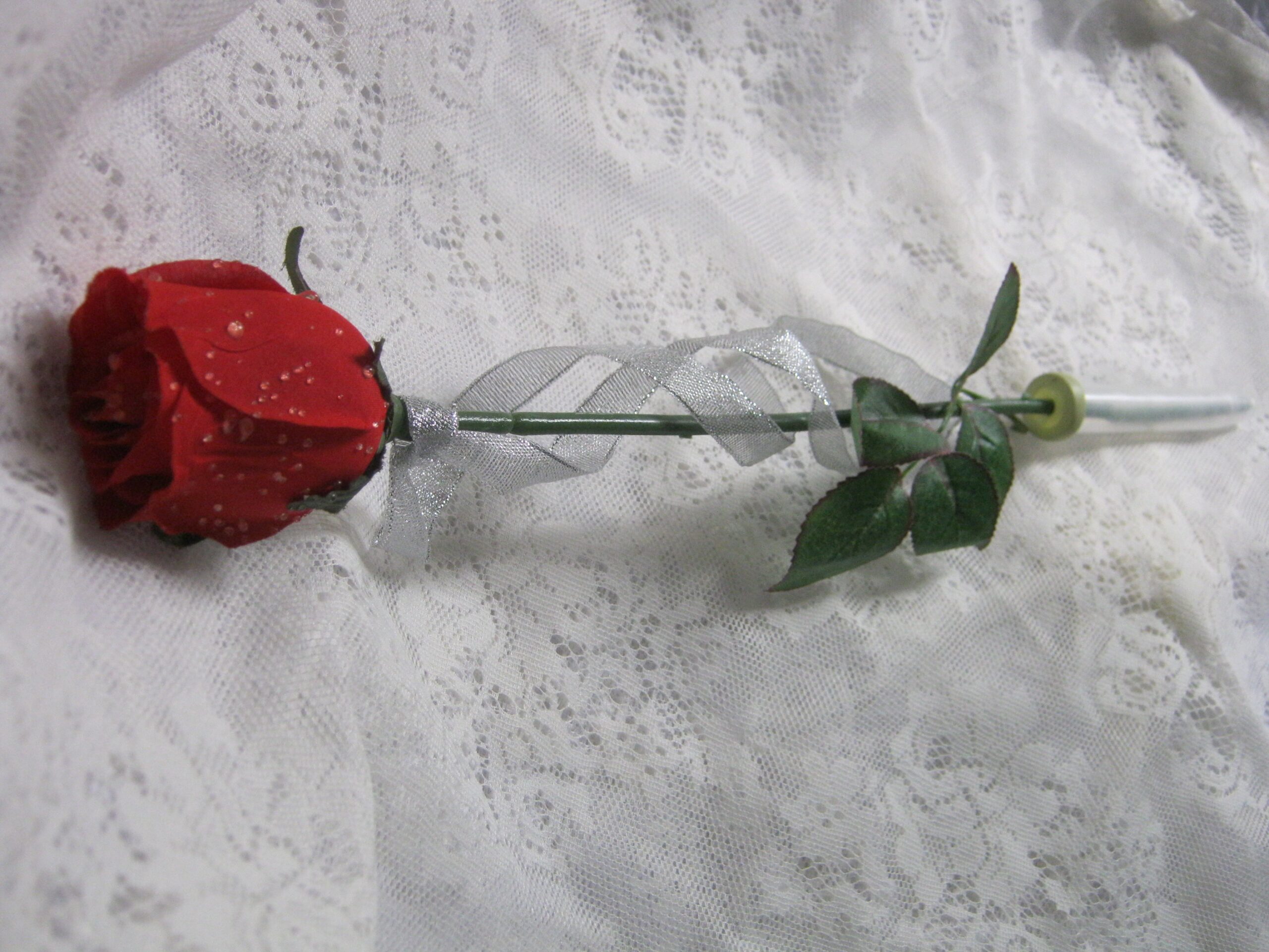 SINGLE STEM ROSE scaled