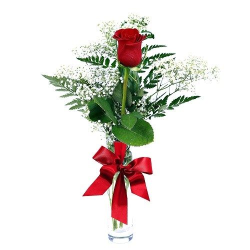 Single Red Rose in a Tube Vase