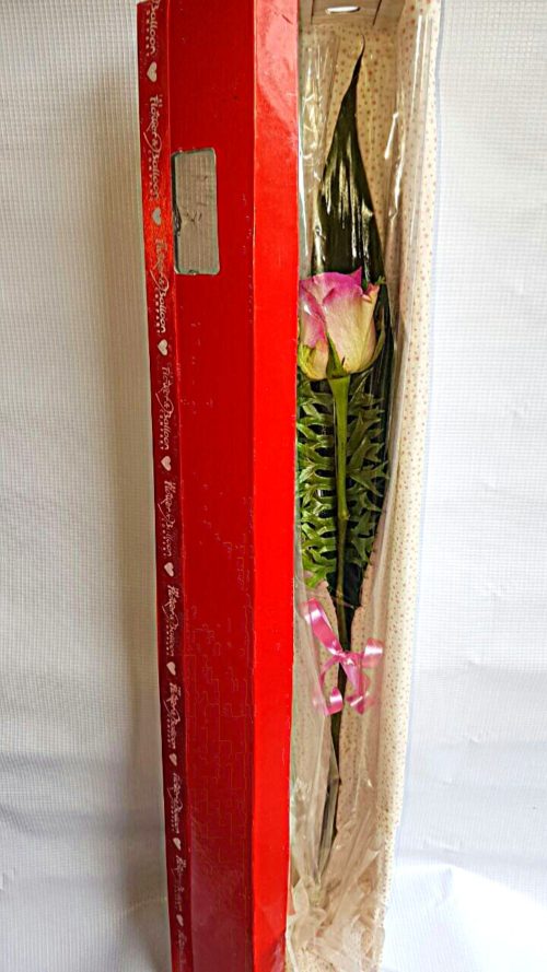 Single pink rose in a Box