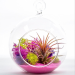 Hanging Glass Ball Terrarium with Air plant