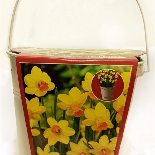 Daffodil Plant Starter Kit