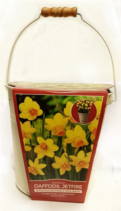 Grow Your Own- Planter pot with a starter kit containing everything you need to grow beautiful Daffodils Indoors.