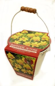 Daffodil plant starter kit 