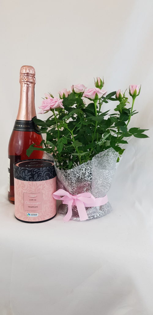 Potted Rose Plant, Wine and Chocolate Gift