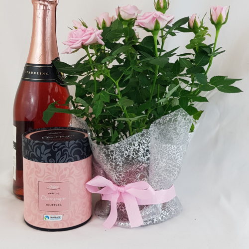 Potted Rose Plant, Wine and Chocolate Gift