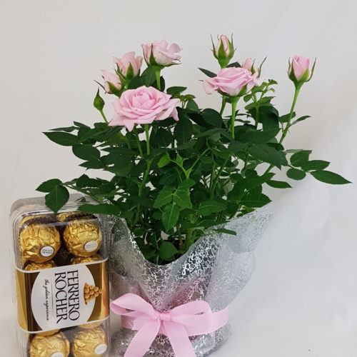 Rose Plant & Ferrero Chocolates