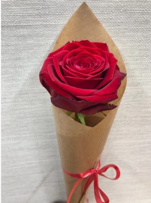 Valentine single rose