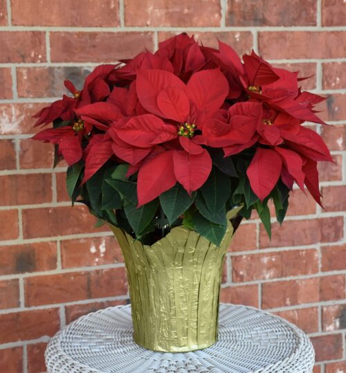 A Poinsettia plant sitting on a table