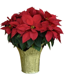 Gift wrapped Poinsettia plant 